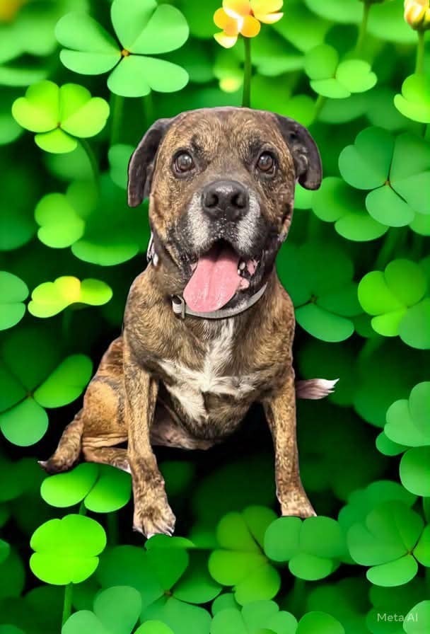 Lucky Charm