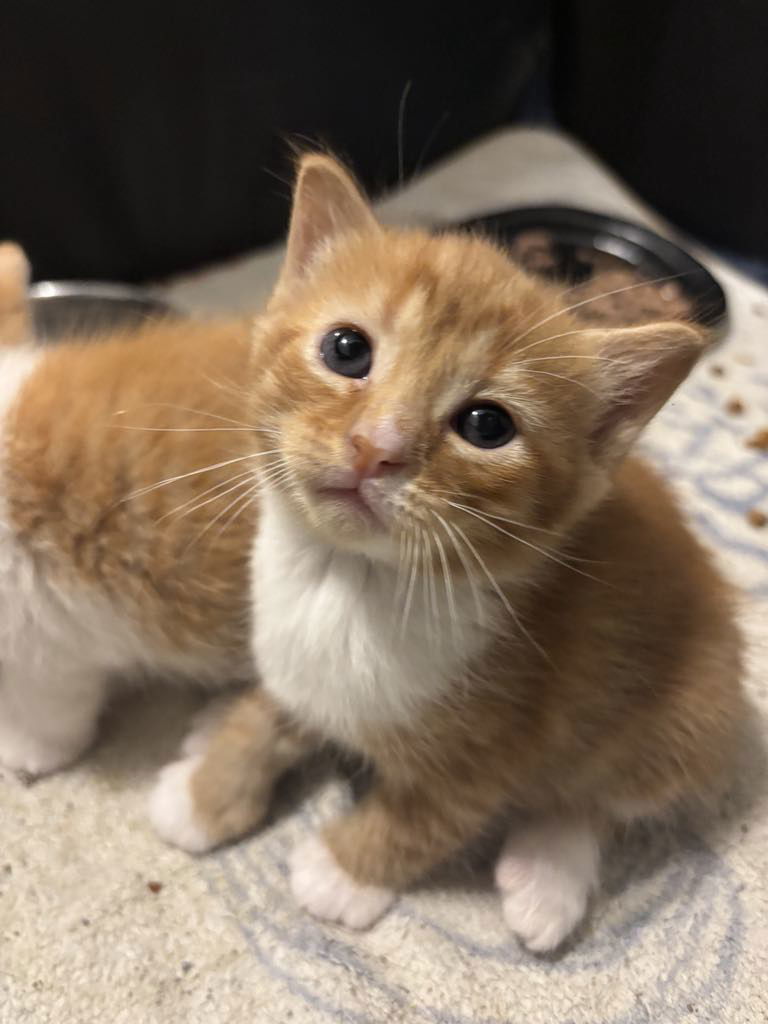 Franc (available for pre-adoption)