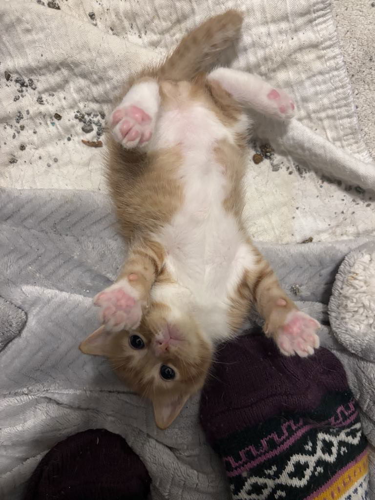 Franc (available for pre-adoption)