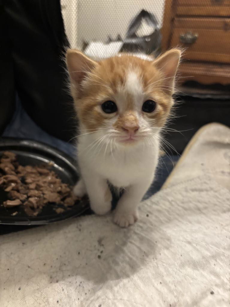 Euro (available for pre-adoption)