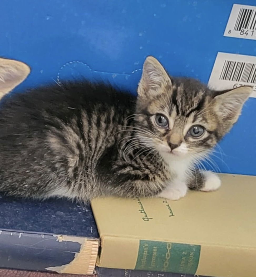 Raven (available for pre-adoption)