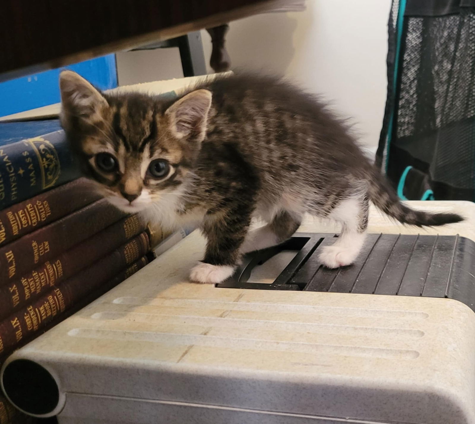 Raven (available for pre-adoption)