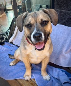Zilla, Young Female Basset Hound