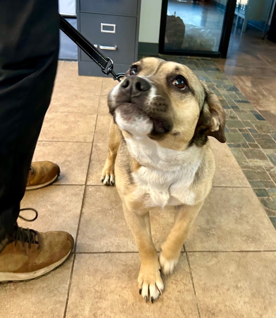 Zilla, an adoptable Basset Hound, Golden Retriever in Cottonwood, AZ, 86326 | Photo Image 3