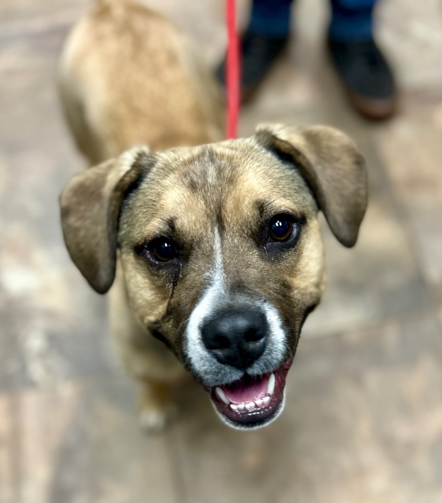 Zilla, an adoptable Basset Hound, Golden Retriever in Cottonwood, AZ, 86326 | Photo Image 4