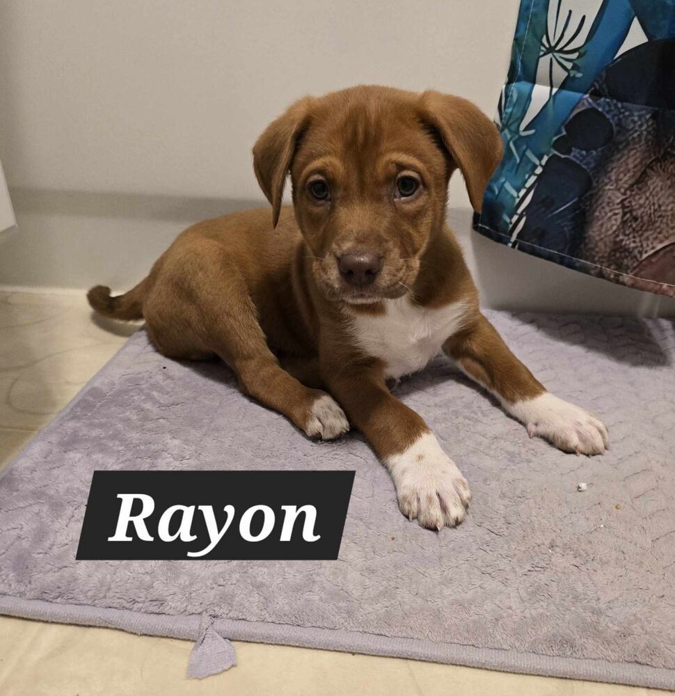 Rayon