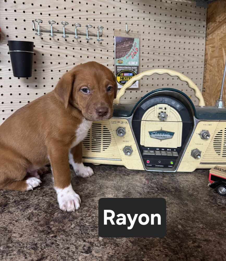 Rayon