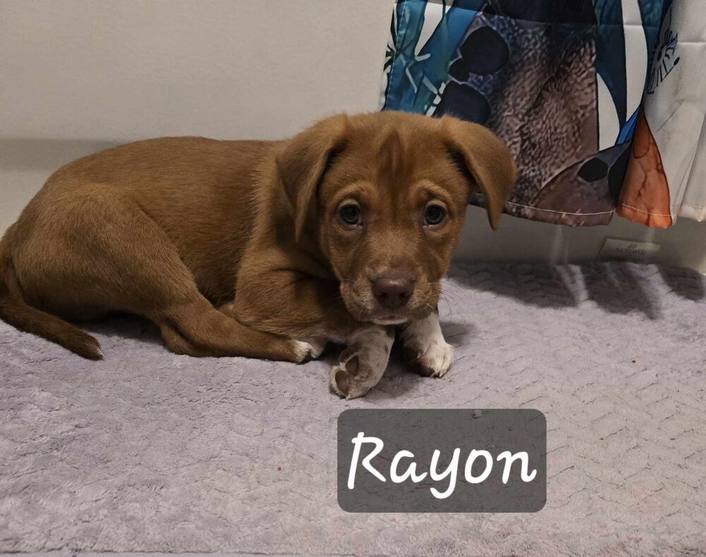 Rayon