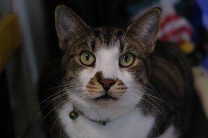 Samson