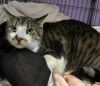 Samson photo 3