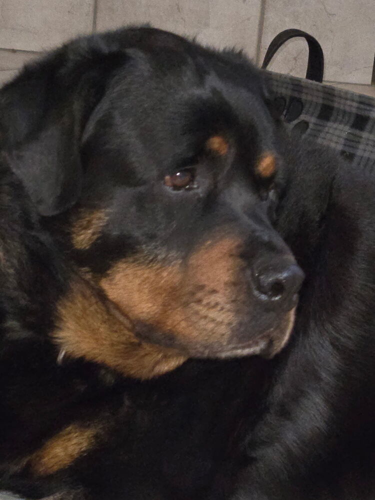 Angus