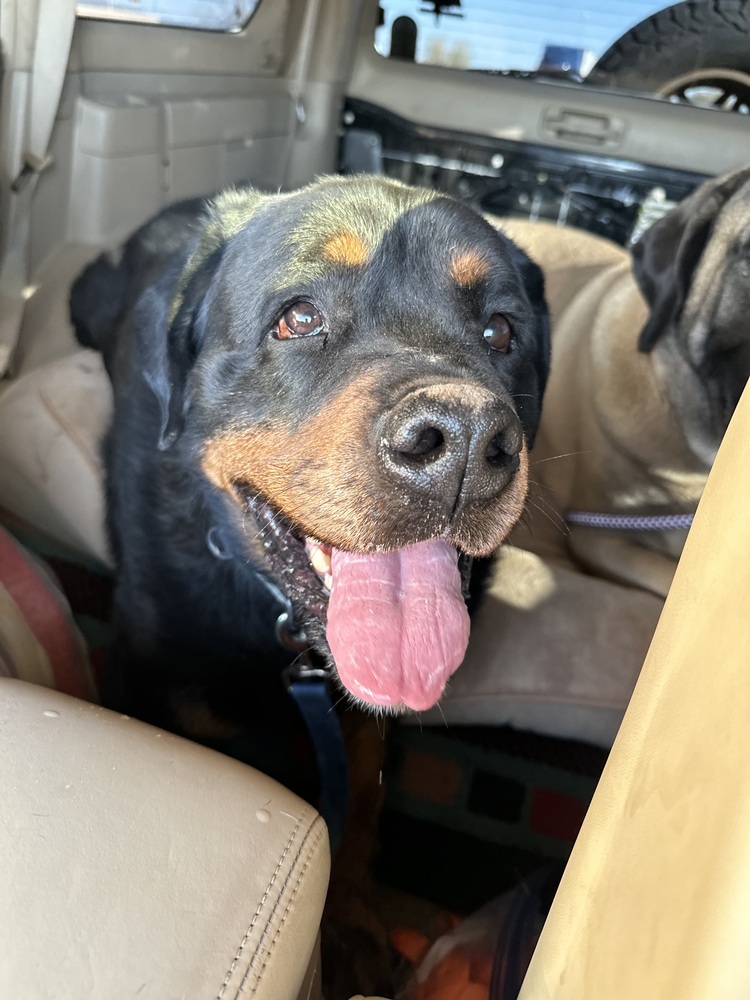 Angus