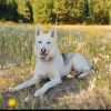 Comanche photo 1