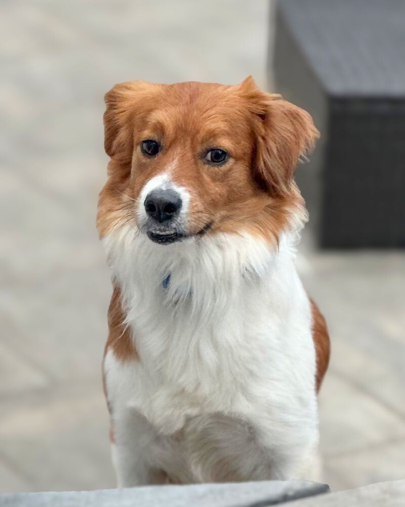 Alfie, an adoptable Spaniel, Mixed Breed in Berkeley Heights, NJ, 07922 | Photo Image 1