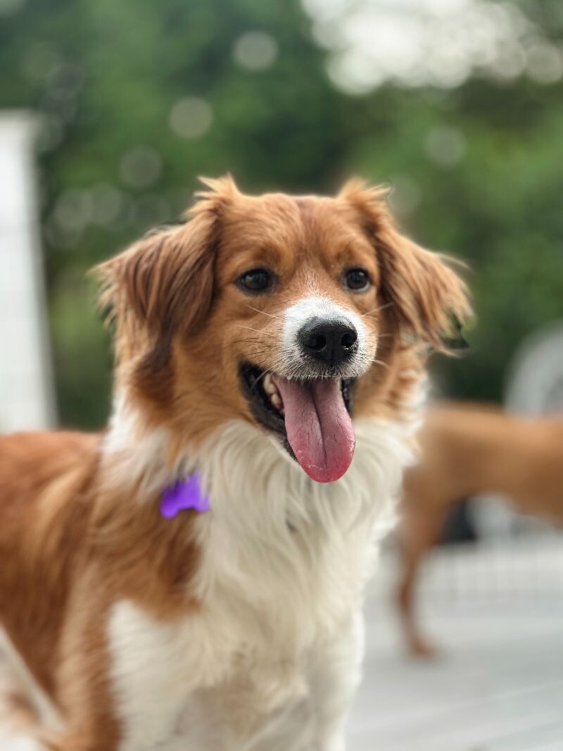 Alfie, an adoptable Spaniel, Mixed Breed in Berkeley Heights, NJ, 07922 | Photo Image 1