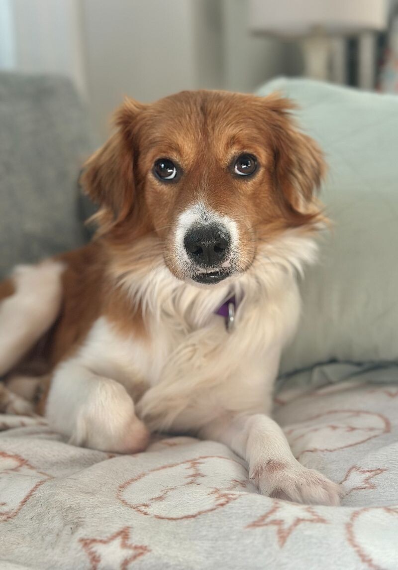 Alfie, an adoptable Spaniel, Mixed Breed in Berkeley Heights, NJ, 07922 | Photo Image 2