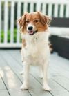 Alfie photo 2