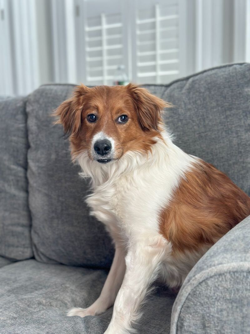 Alfie, an adoptable Spaniel, Mixed Breed in Berkeley Heights, NJ, 07922 | Photo Image 3