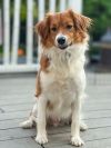 Alfie photo 3