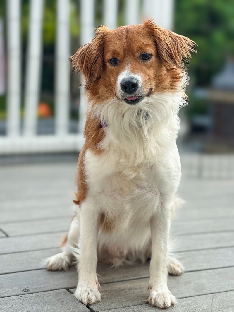 Alfie, an adoptable Spaniel, Mixed Breed in Berkeley Heights, NJ, 07922 | Photo Image 3