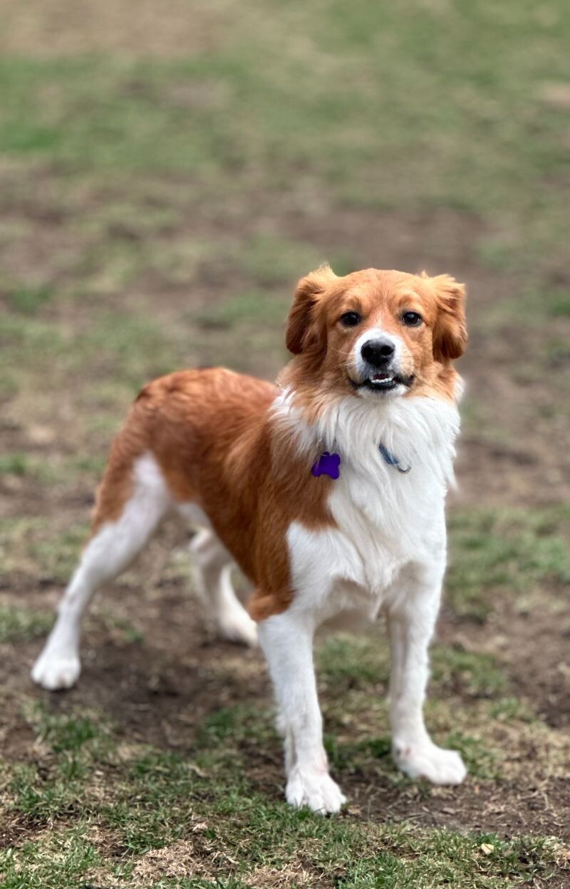 Alfie, an adoptable Spaniel, Mixed Breed in Berkeley Heights, NJ, 07922 | Photo Image 4
