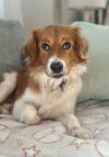 Alfie photo 4