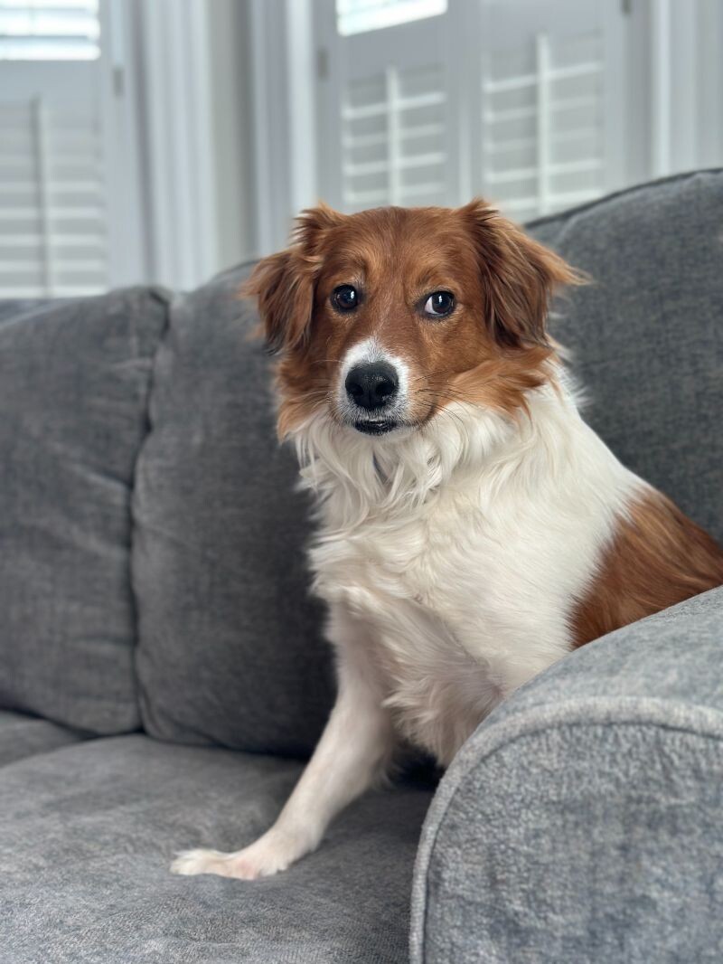 Alfie, an adoptable Spaniel, Mixed Breed in Berkeley Heights, NJ, 07922 | Photo Image 6