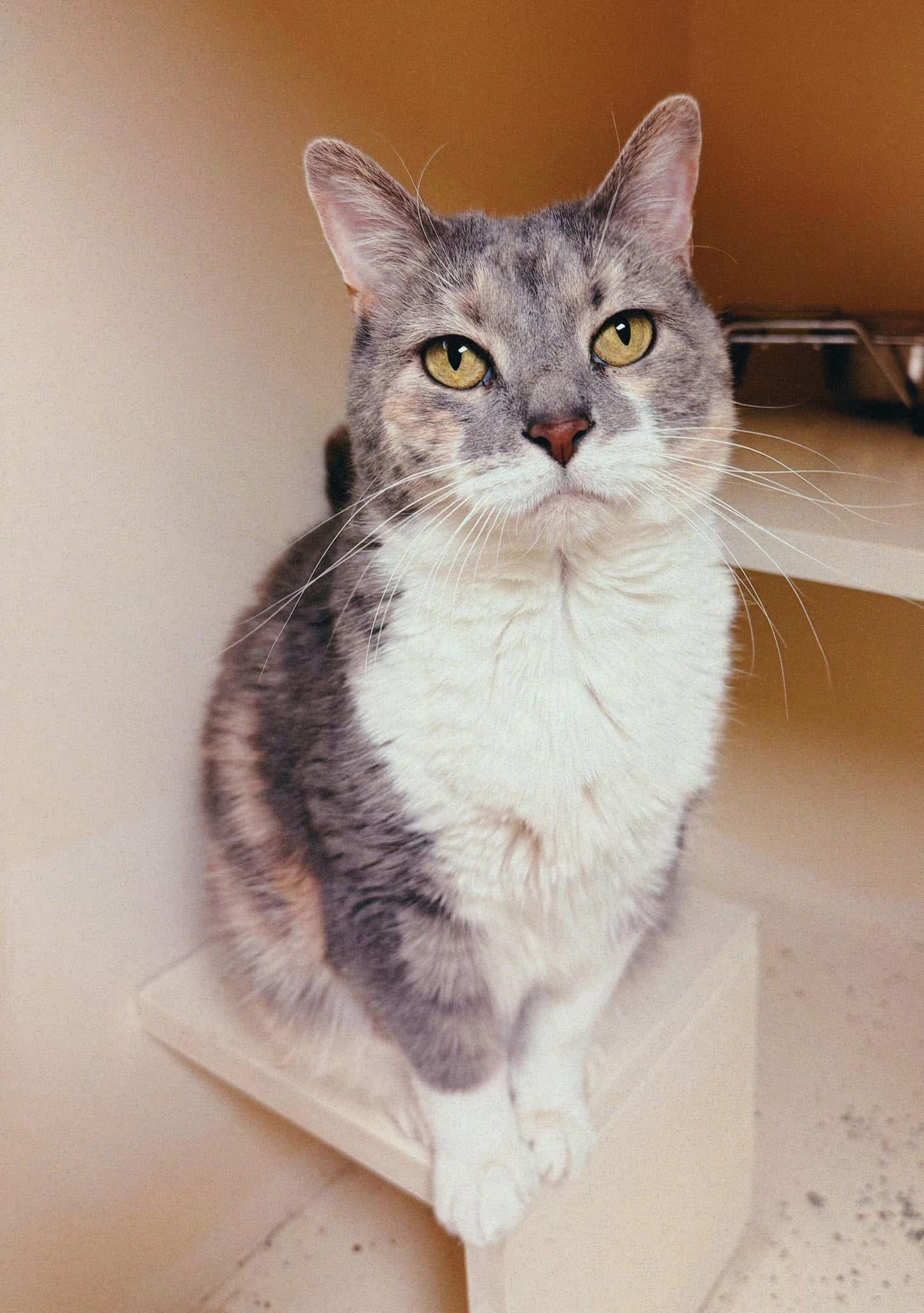Chloa, an adoptable Domestic Short Hair in Hays, KS, 67601 | Photo Image 1