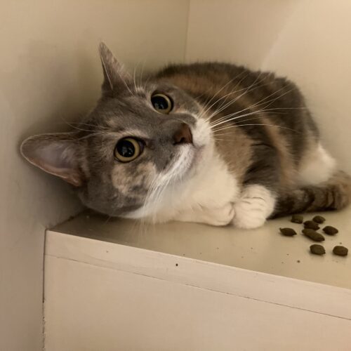 Chloa, an adoptable Domestic Short Hair in Hays, KS, 67601 | Photo Image 2