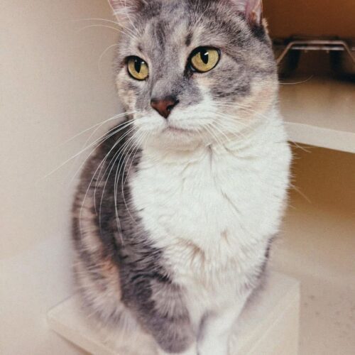 Chloa, an adoptable Domestic Short Hair in Hays, KS, 67601 | Photo Image 3