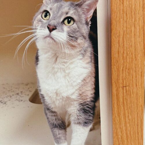 Chloa, an adoptable Domestic Short Hair in Hays, KS, 67601 | Photo Image 4