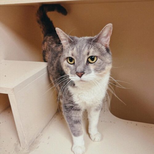 Chloa, an adoptable Domestic Short Hair in Hays, KS, 67601 | Photo Image 5