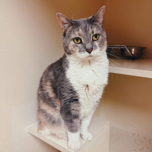 Chloa, an adoptable Domestic Short Hair in Hays, KS, 67601 | Photo Image 6