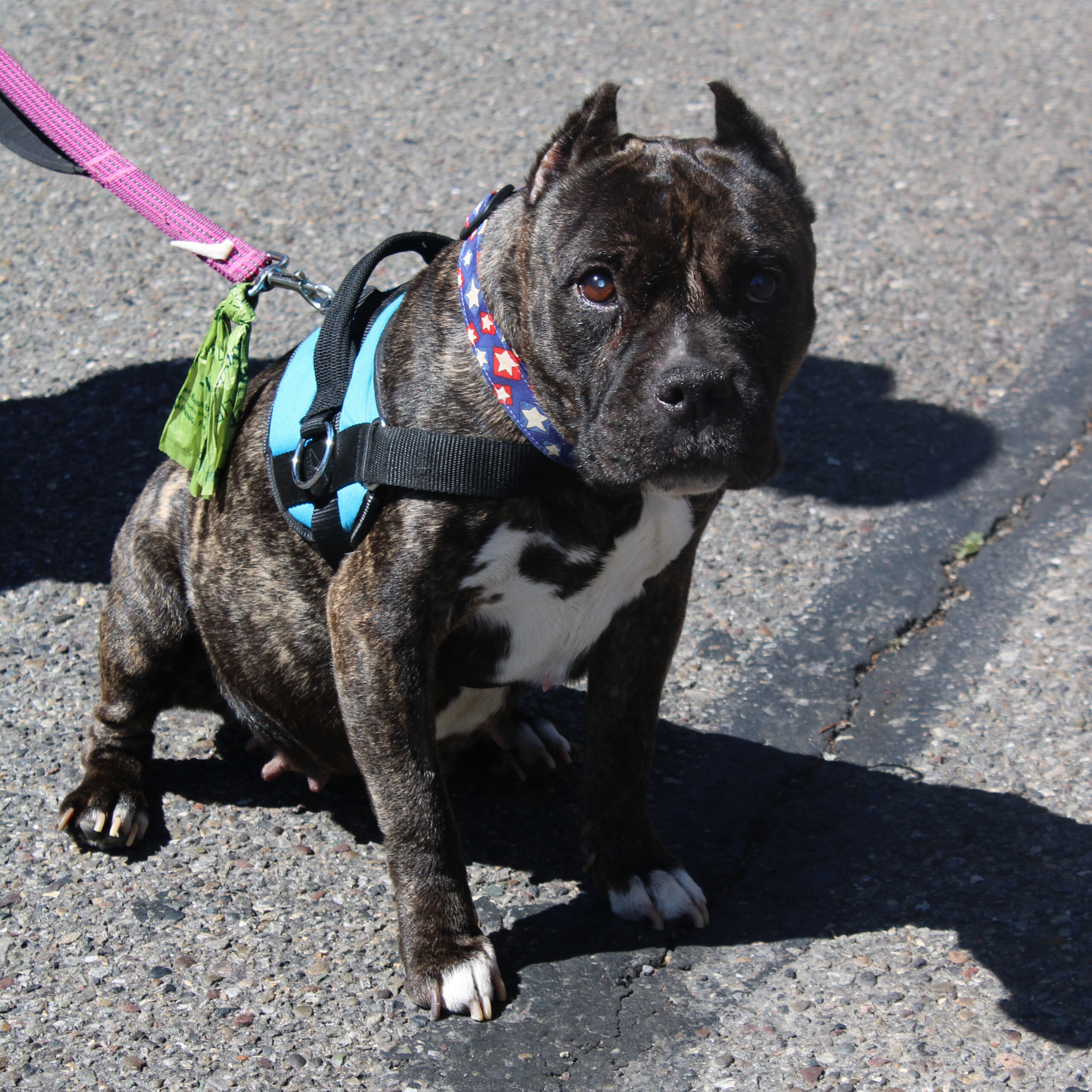 Rosie, an adoptable American Staffordshire Terrier, Mixed Breed in Grand Junction, CO, 81503 | Photo Image 1