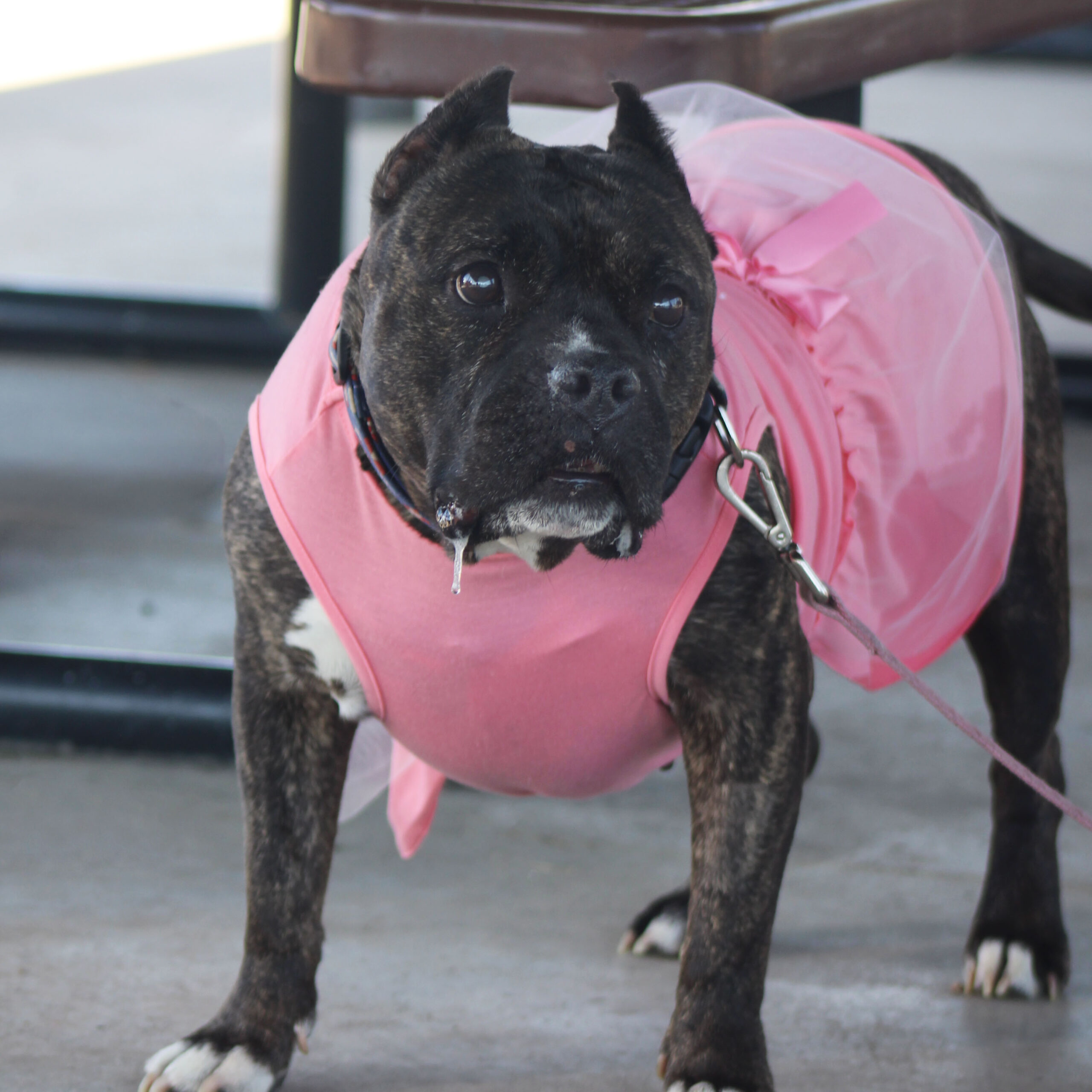 Rosie, an adoptable American Staffordshire Terrier, Mixed Breed in Grand Junction, CO, 81503 | Photo Image 1