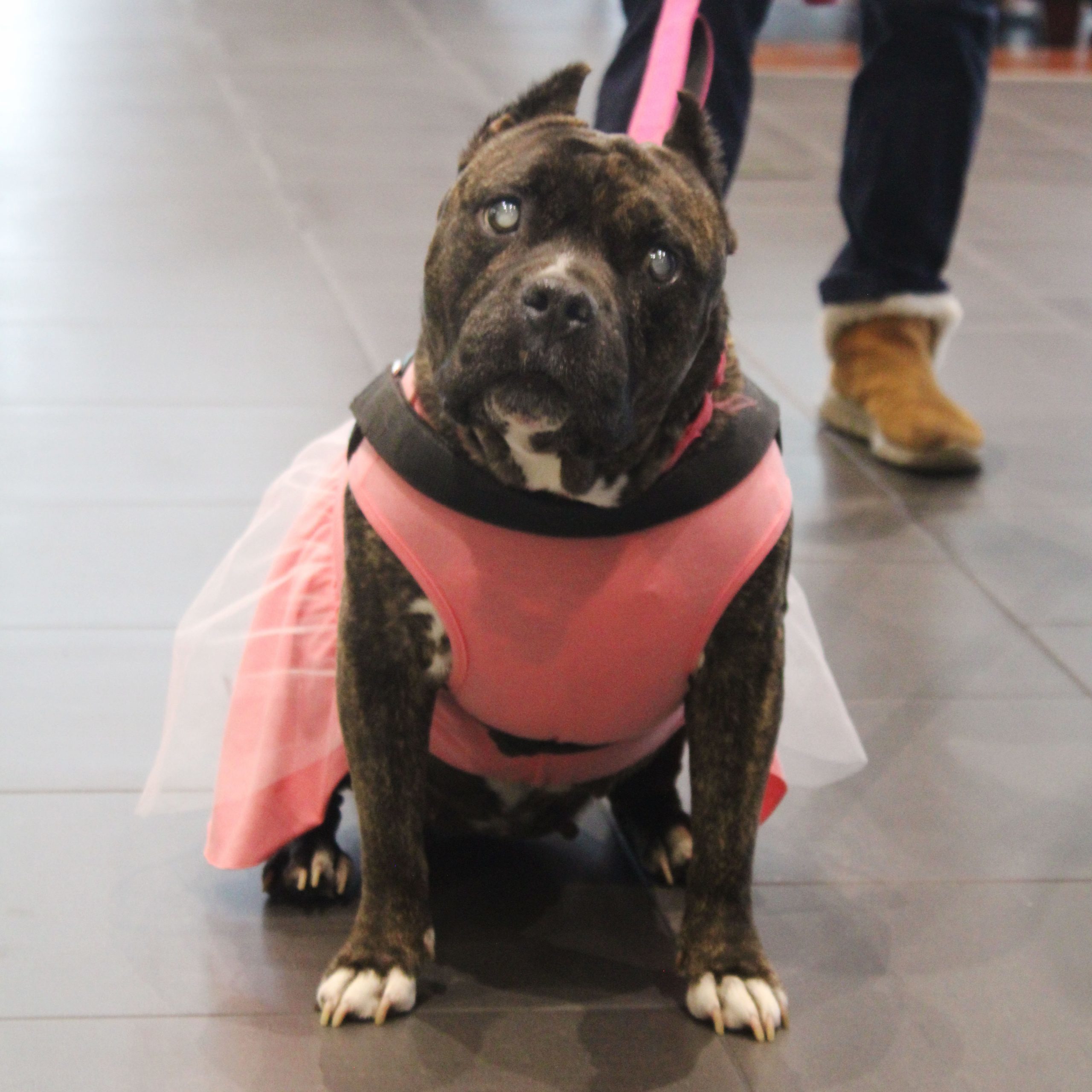 Rosie, an adoptable American Staffordshire Terrier, Mixed Breed in Grand Junction, CO, 81503 | Photo Image 1