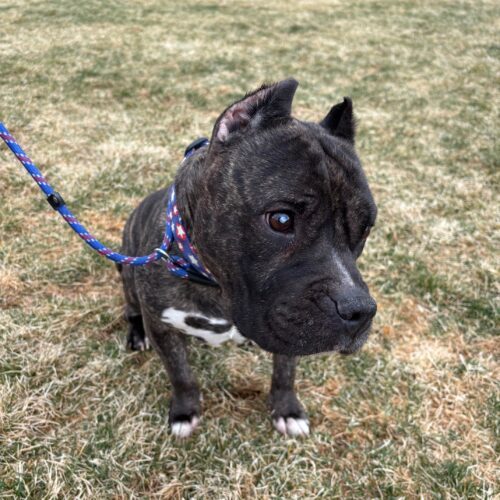 Rosie, an adoptable American Staffordshire Terrier, Mixed Breed in Grand Junction, CO, 81503 | Photo Image 2