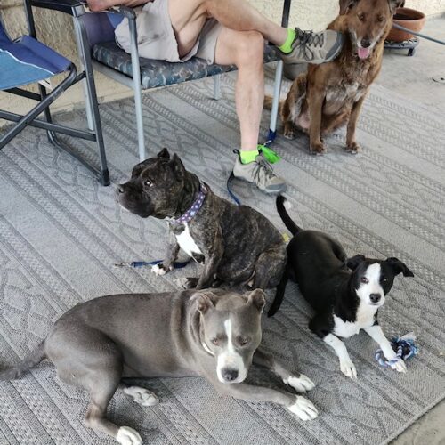 Rosie, an adoptable American Staffordshire Terrier, Mixed Breed in Grand Junction, CO, 81503 | Photo Image 3