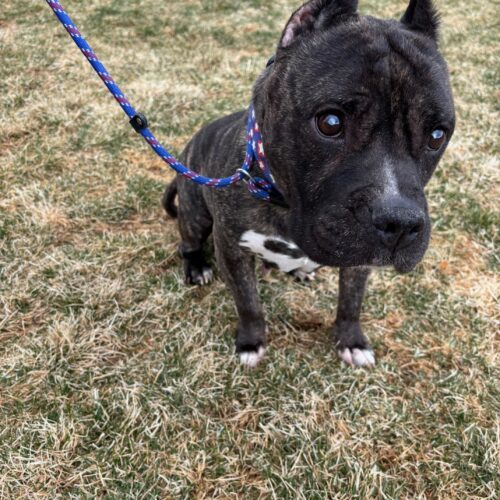 Rosie, an adoptable American Staffordshire Terrier, Mixed Breed in Grand Junction, CO, 81503 | Photo Image 4