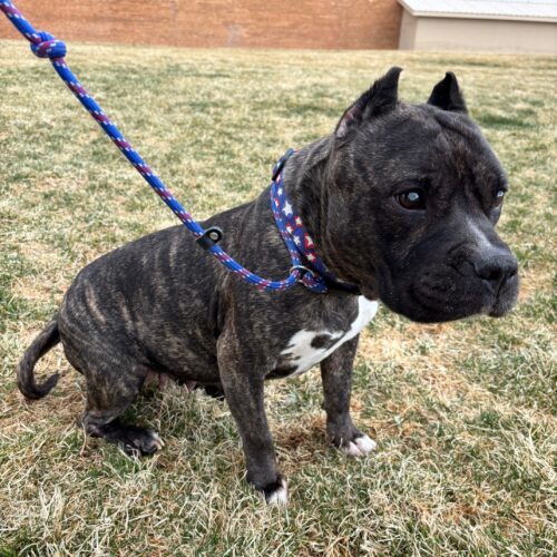 Rosie, an adoptable American Staffordshire Terrier, Mixed Breed in Grand Junction, CO, 81503 | Photo Image 5