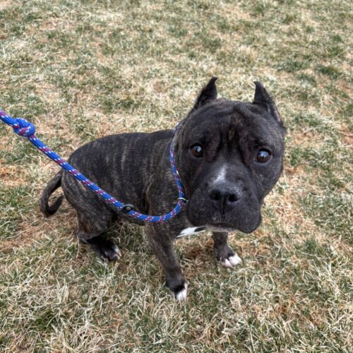 Rosie, an adoptable American Staffordshire Terrier, Mixed Breed in Grand Junction, CO, 81503 | Photo Image 6