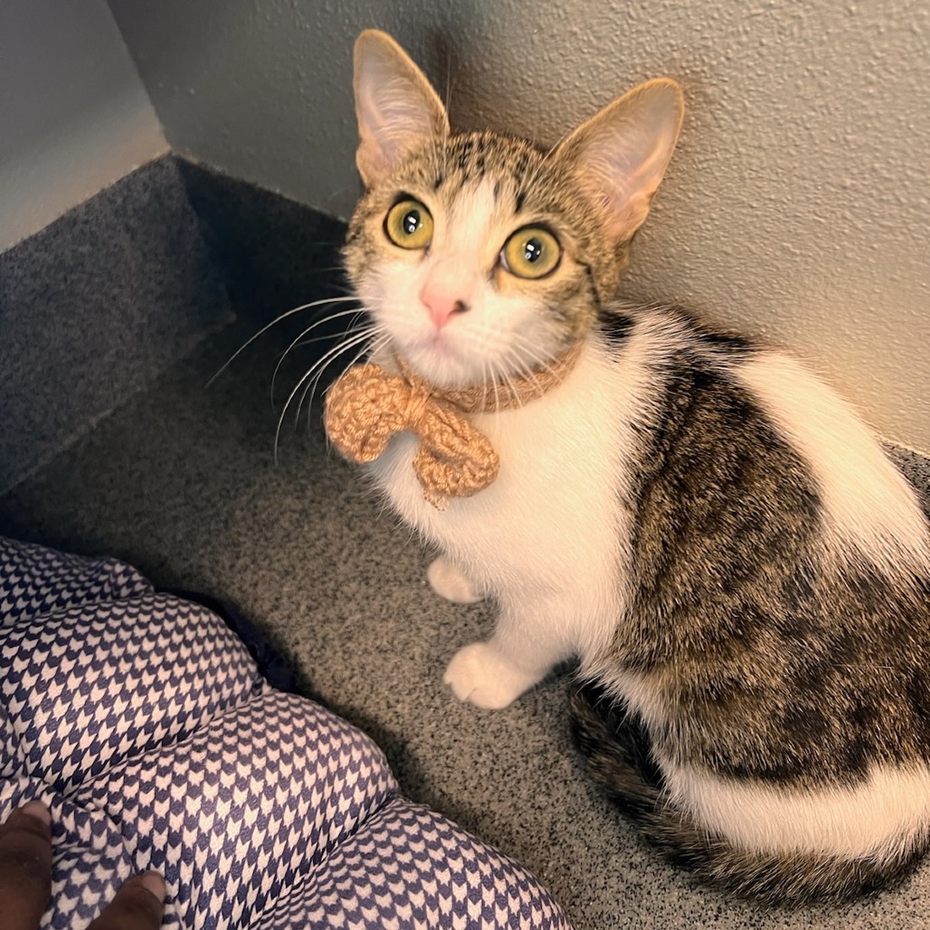Tullia, an adoptable Domestic Short Hair in Fort Collins, CO, 80524 | Photo Image 1