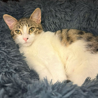 Tullia, an adoptable Domestic Short Hair in Fort Collins, CO, 80524 | Photo Image 2