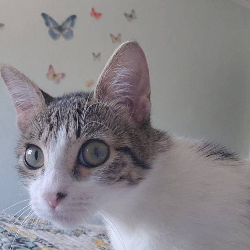 Tullia, an adoptable Domestic Short Hair in Fort Collins, CO, 80524 | Photo Image 3