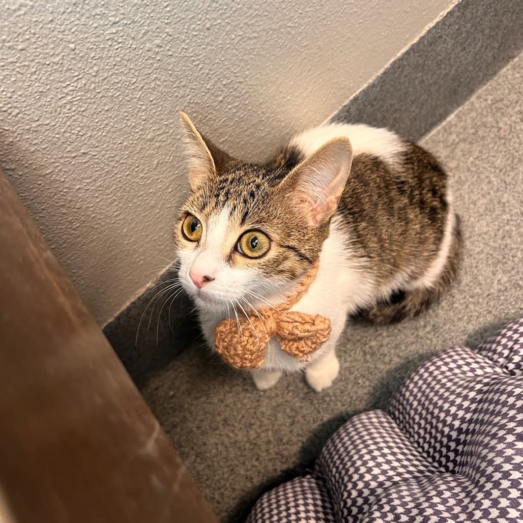 Tullia, an adoptable Domestic Short Hair in Fort Collins, CO, 80524 | Photo Image 4