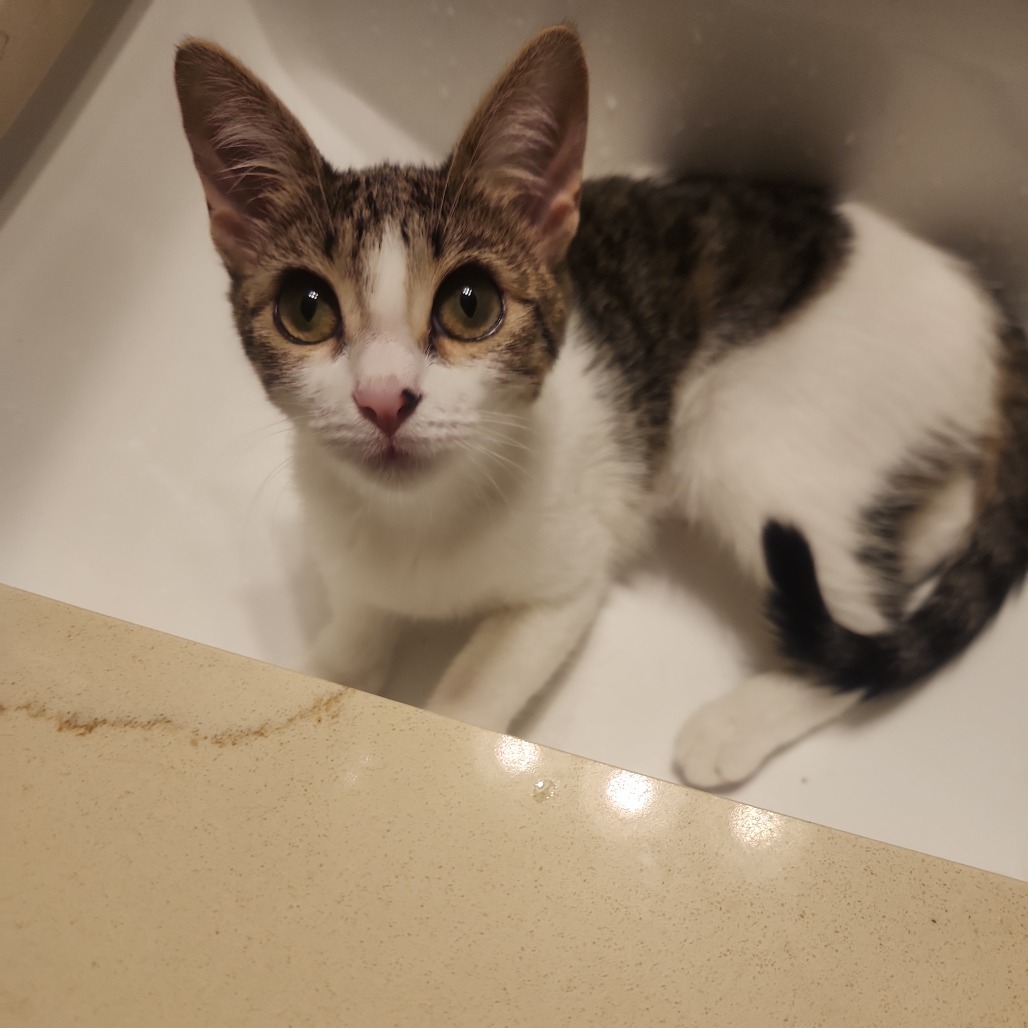 Tullia, an adoptable Domestic Short Hair in Fort Collins, CO, 80524 | Photo Image 5