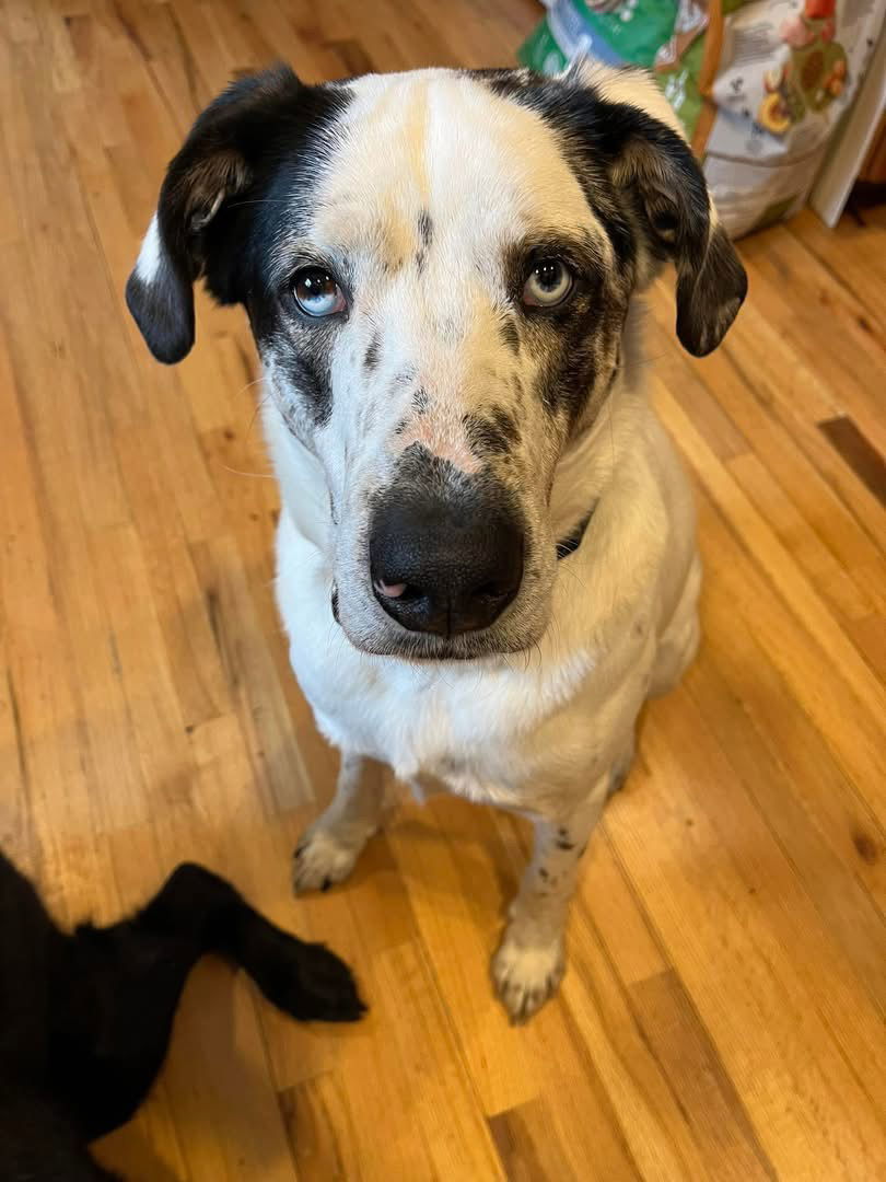 BISCUIT