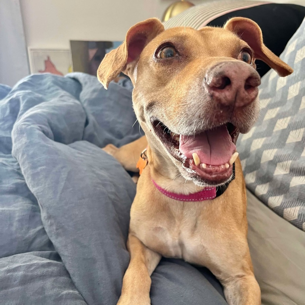 Pixie, an adoptable Mixed Breed in Bend, OR, 97702 | Photo Image 1