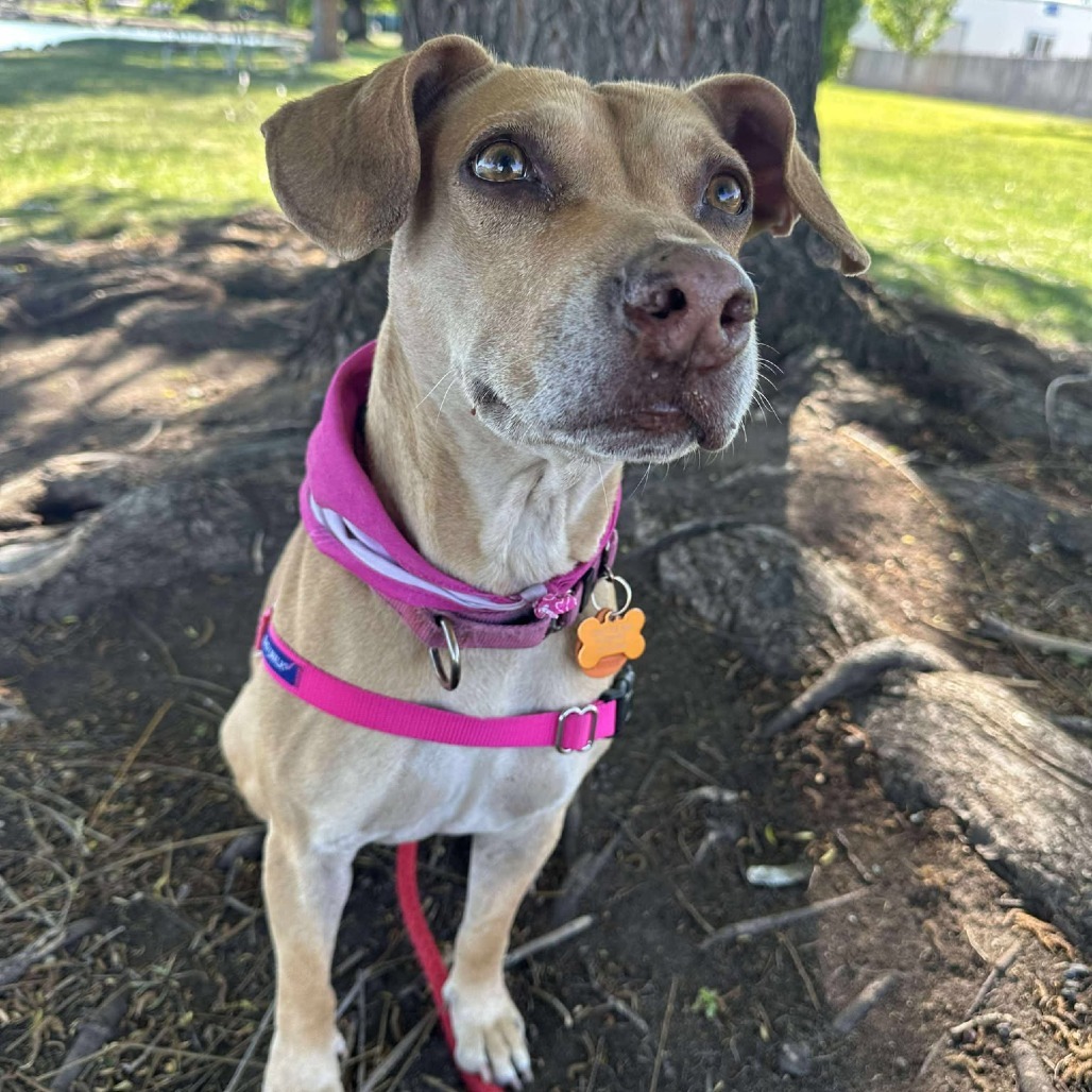 Pixie, an adoptable Mixed Breed in Bend, OR, 97702 | Photo Image 1