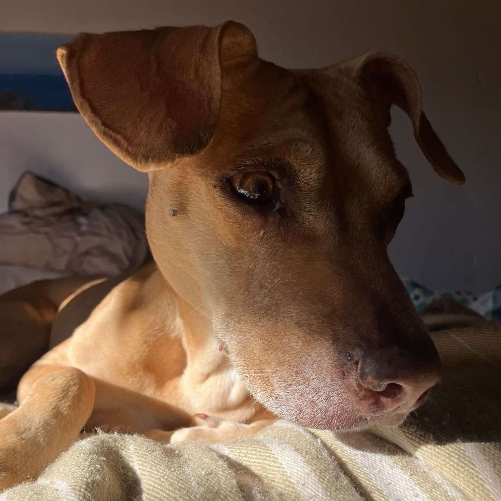 Pixie, an adoptable Mixed Breed in Bend, OR, 97702 | Photo Image 2